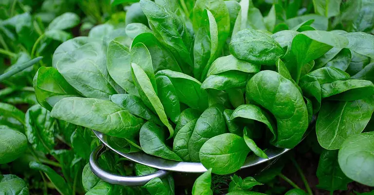 পালং শাক